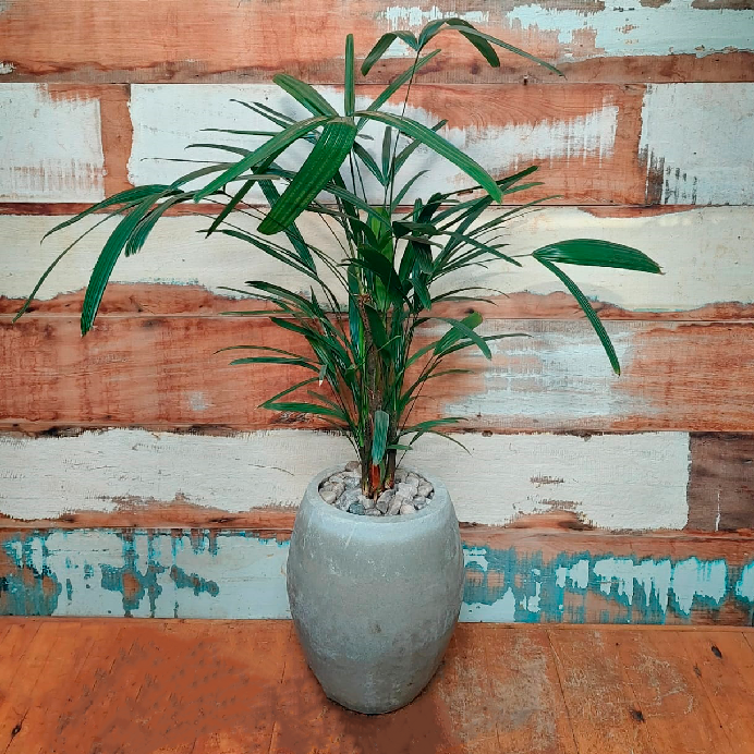 Palmeira Rafis Vaso concreto Fermê Mini