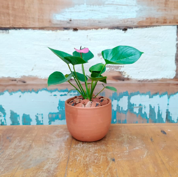 Mini anturio Vaso Cumbuca M