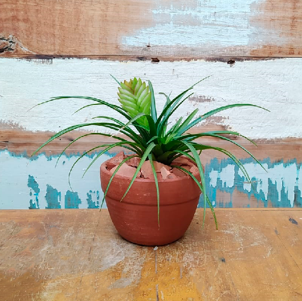 Tillandsia cyanea Cachepo roma natural nº1