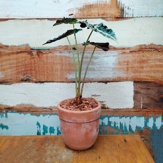Alocasia Amazônica Cachepo com borda nº4