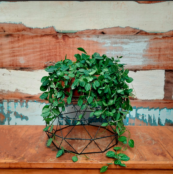 Dischidia ovata Cuia bonsai nº3