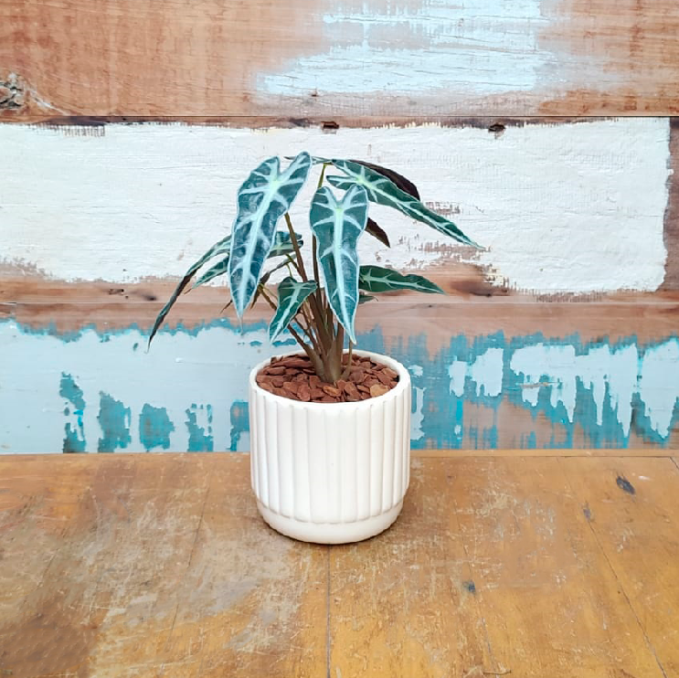 Alocasia piccolini Vaso listra bege