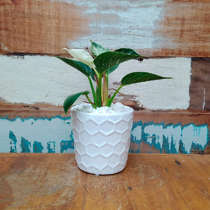 Filodendro Birkin Vaso colmeia branco P