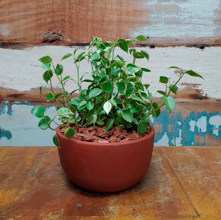 Peperomia scandens variegata Vaso Tigela M