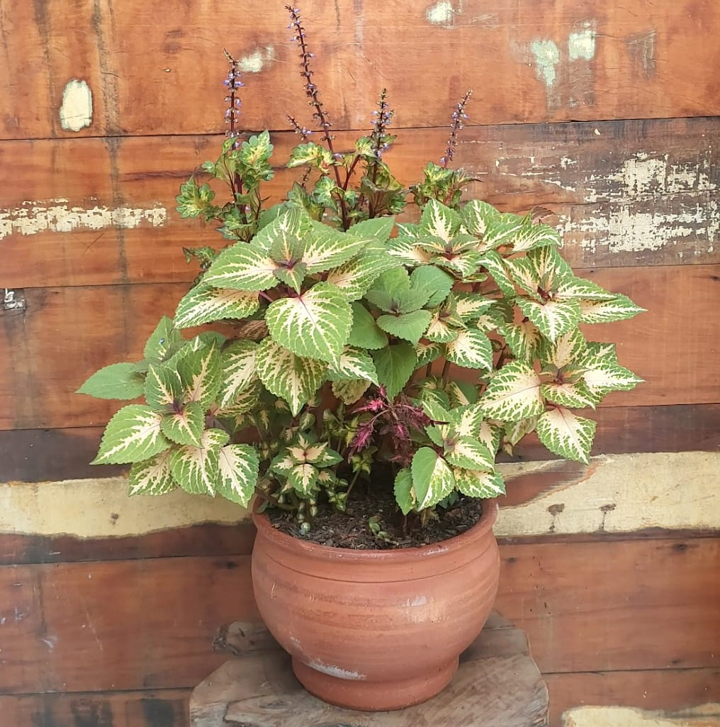 Coleus Cachepô imperial nº 4 Tupã