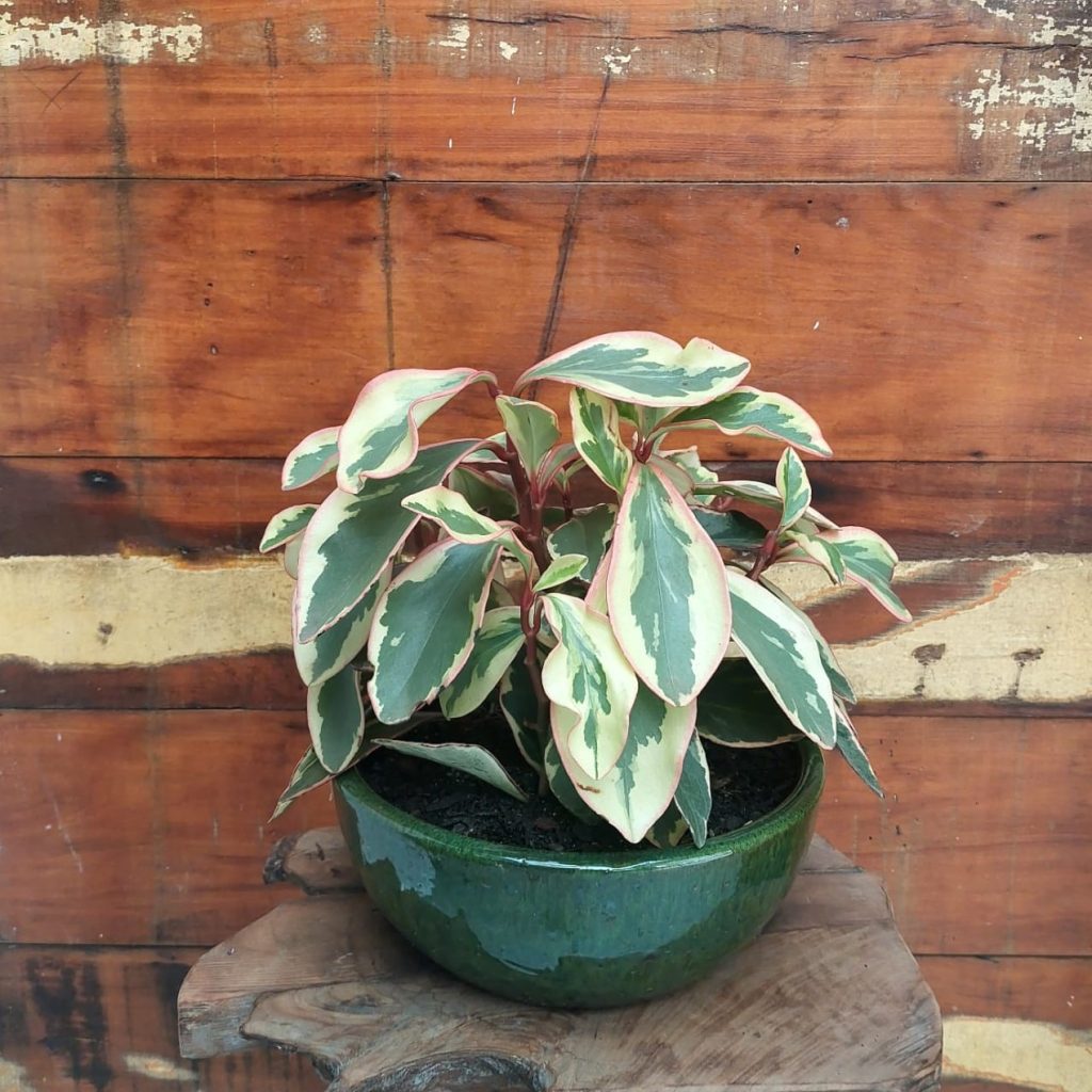 Peperomia obtusifolia Vaso Cuia nº 2 esmalt. verde musgo