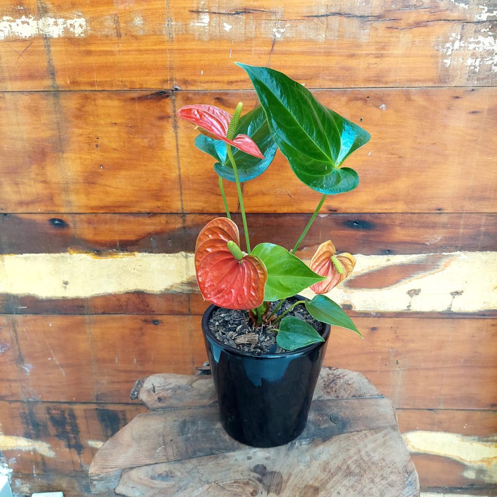 Mini antúrio Vaso Senegal preto M