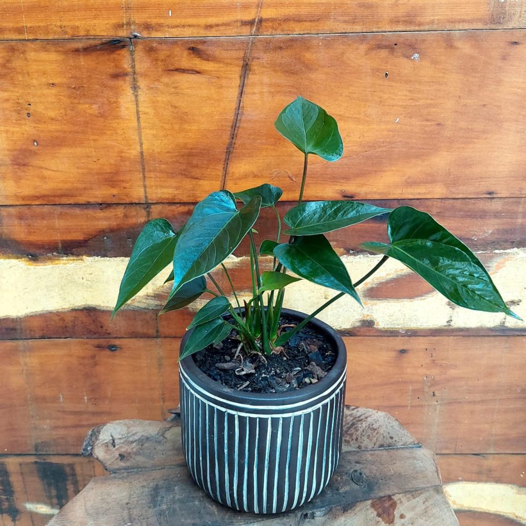 Mini antúrio Vaso listrado marrom