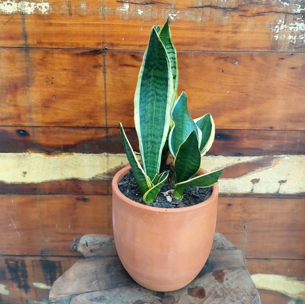 Espada de Iansã Vaso Cumbuca
