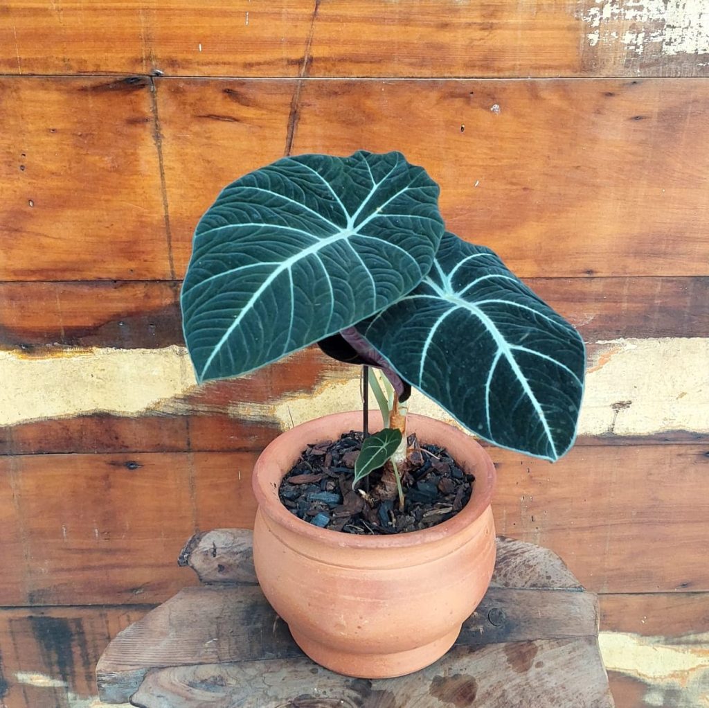 Alocasia Black Velvet Cachepô imperial nº 2 Tupã