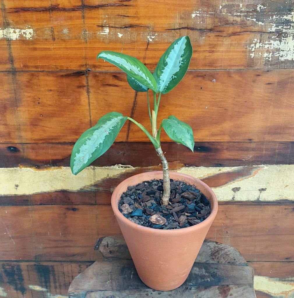 Aglaonema verde Vaso comum liso nº4
