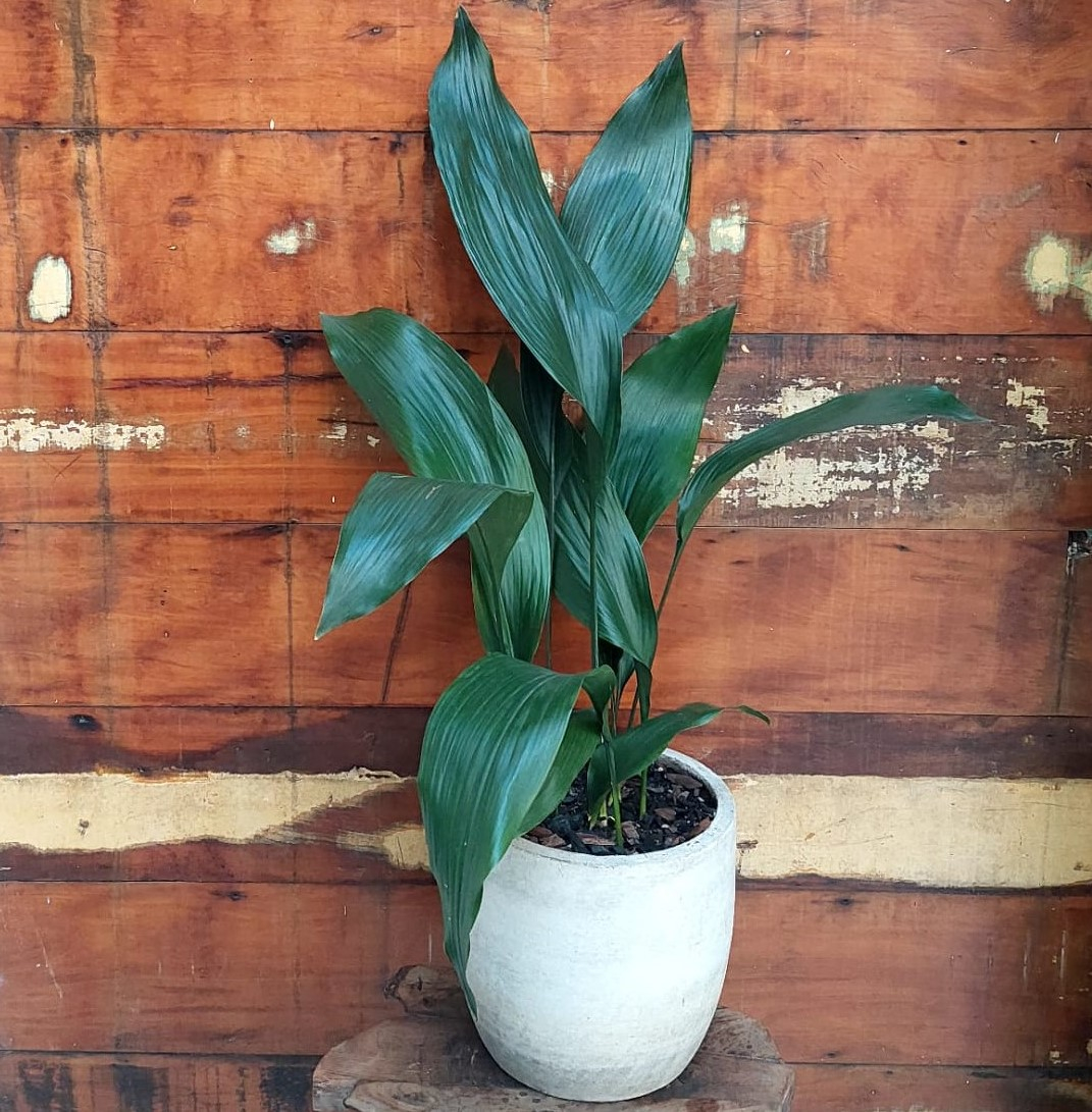 Aspidistra elatior Vaso concreto Monte Carlo Mini
