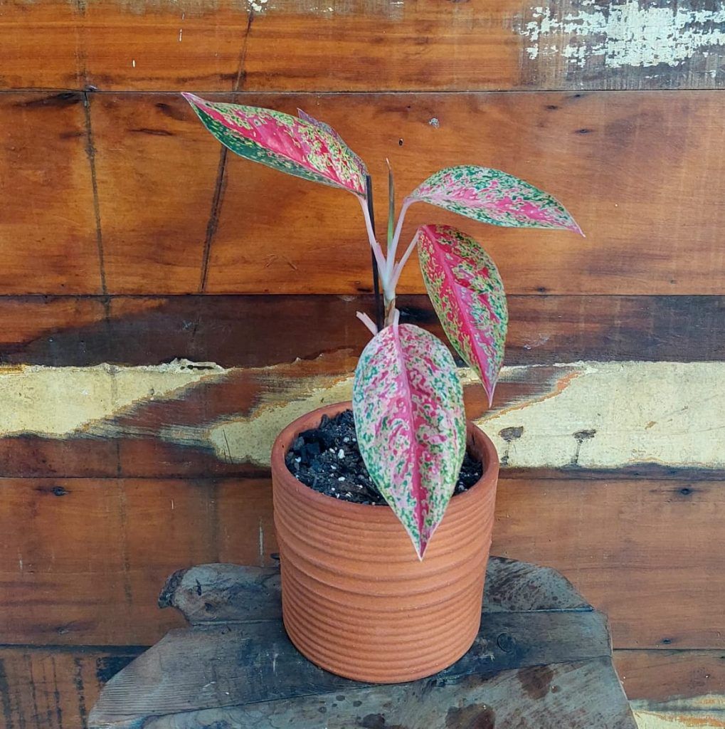 Aglaonema vermelha Cachepo riscado nº2