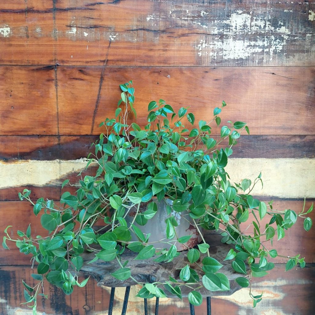 Peperomia verde Vaso Tubo esmalt. GG berinjela