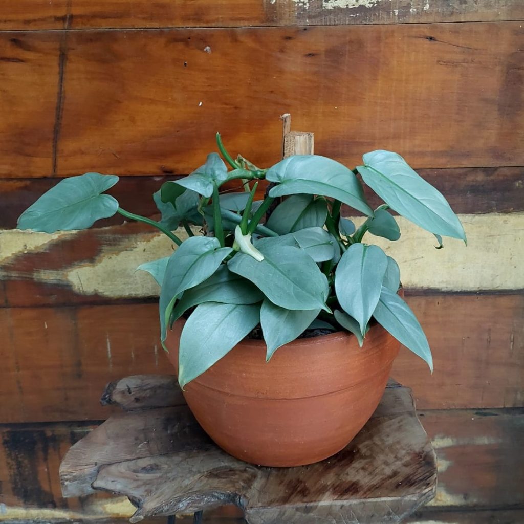 Filodendro Prata Cachepo roma natural nº3