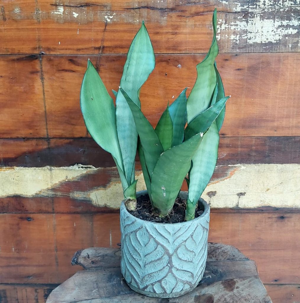 Sansevieria Prateada Vaso Folha Larga M