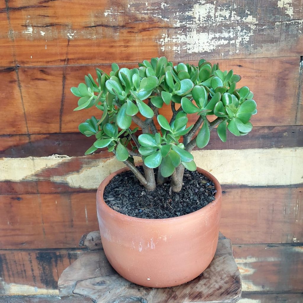 Planta Jade Vaso Tigela GG