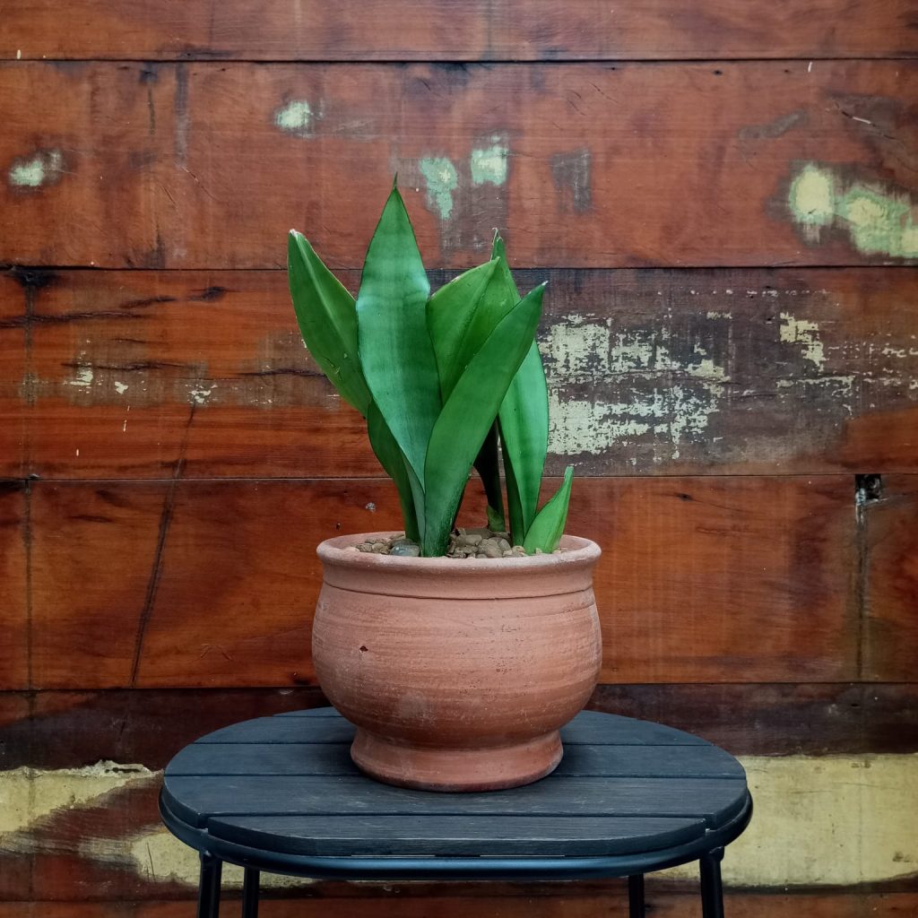 Sansevieria Moonshine Cachepô Imperial Nº2