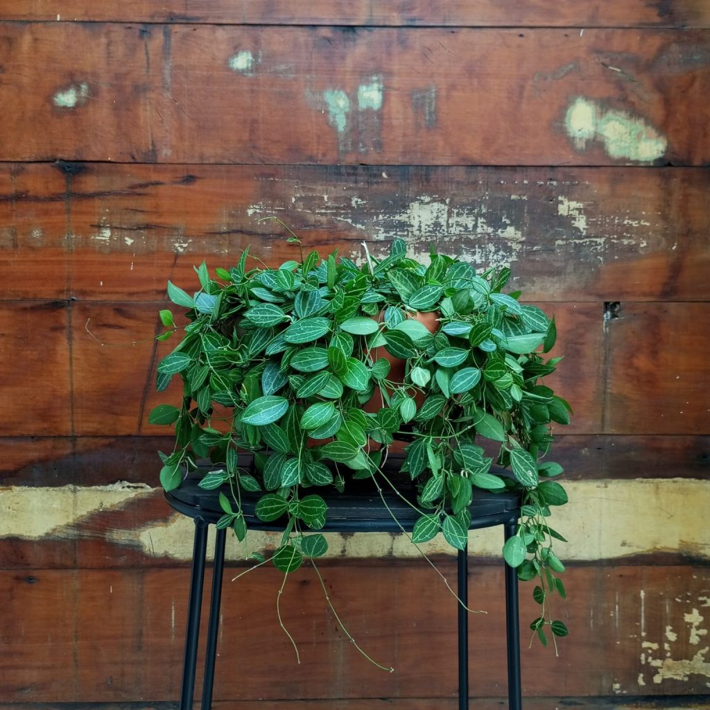 Dischidia ovata bacia chinesa nº1