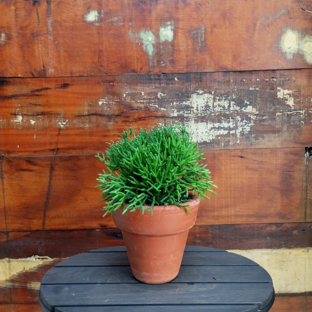 Rhipsalis erecta Vaso Comum nº 1 Tupi