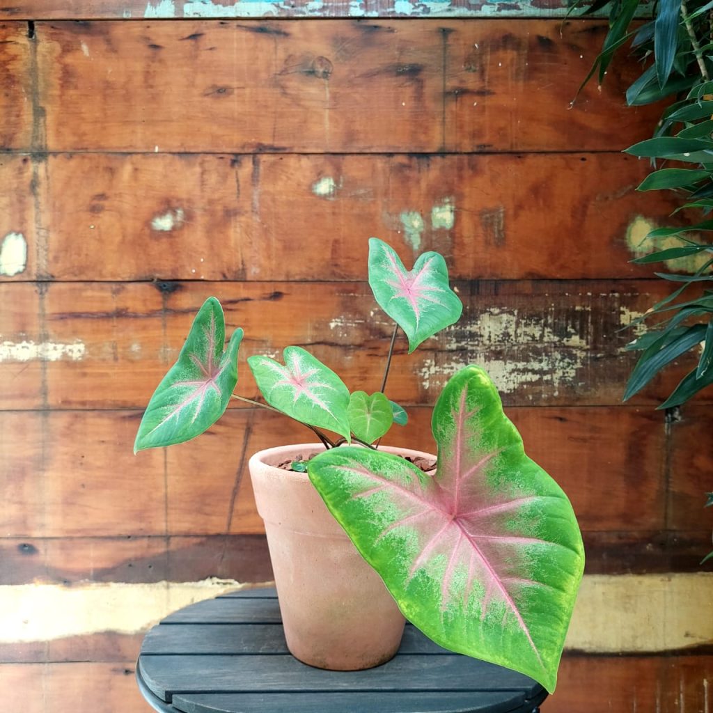 Caladium rosa escuro Vaso Comum c/borda nº3 Tupã
