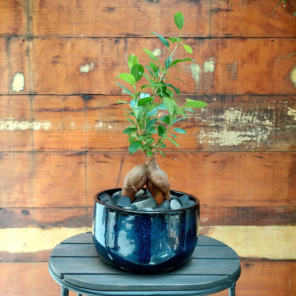 Ficus microcarpa Bacia azul com preto M