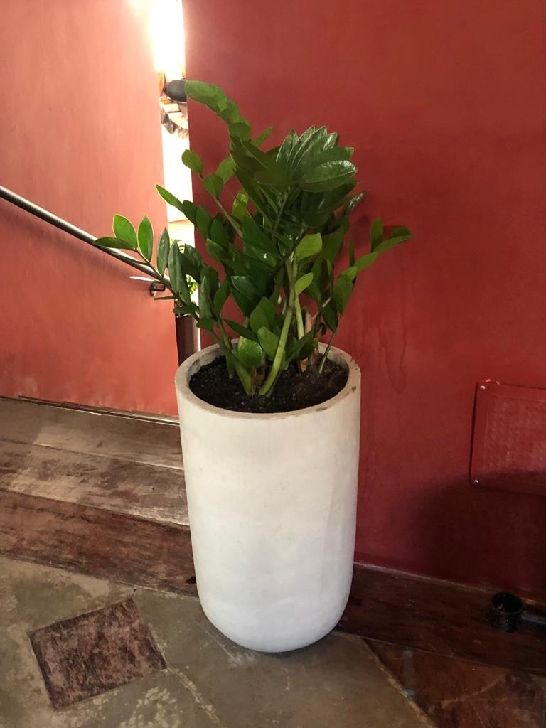 Projeto Restaurante Cão Véio