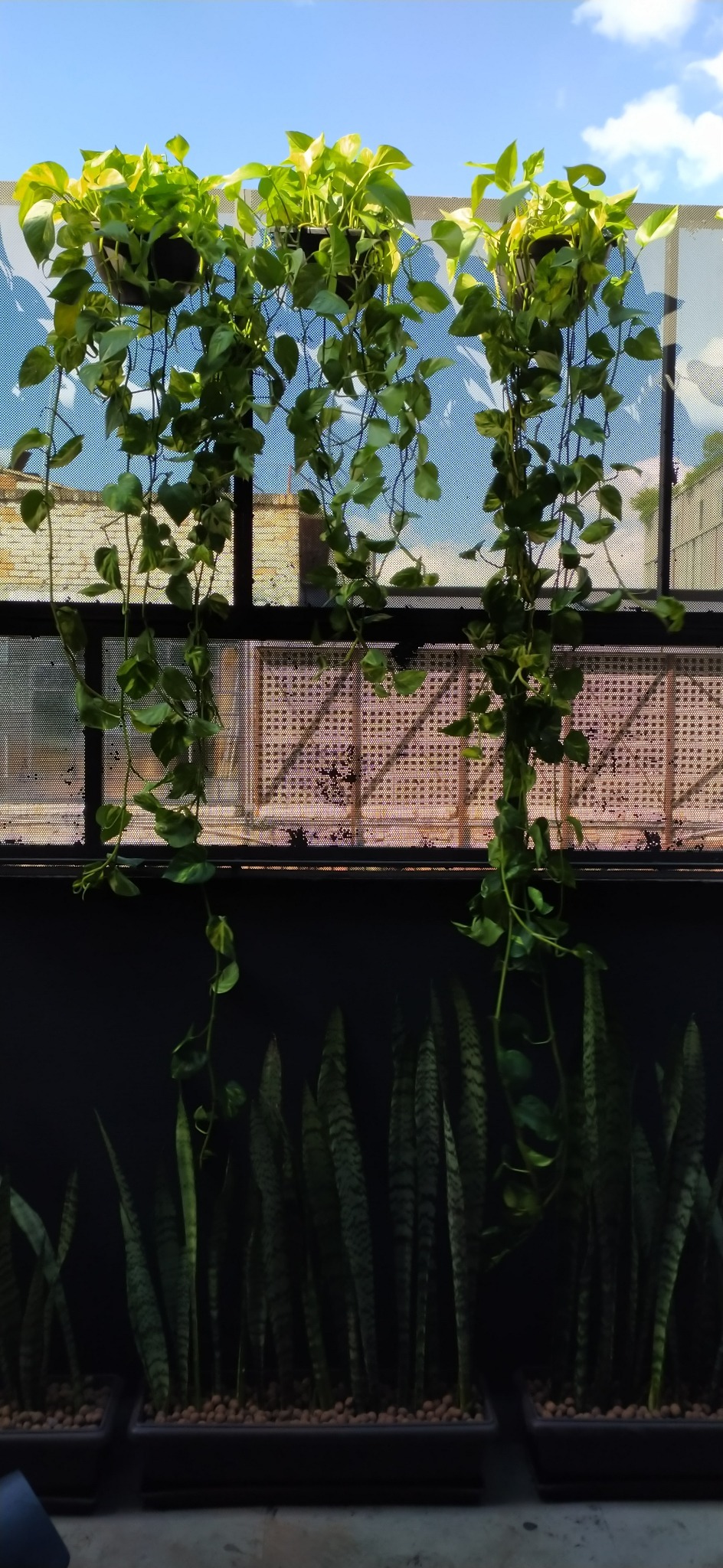 Projeto Restaurante Cão Véio