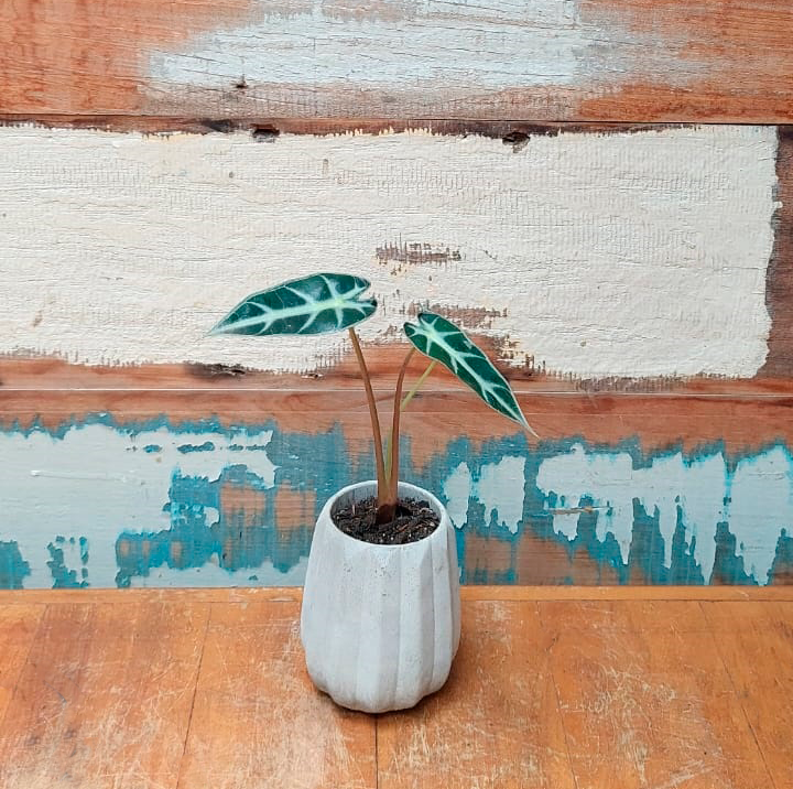 Mini Alocasia Cachepô Cimento Geométrico alto