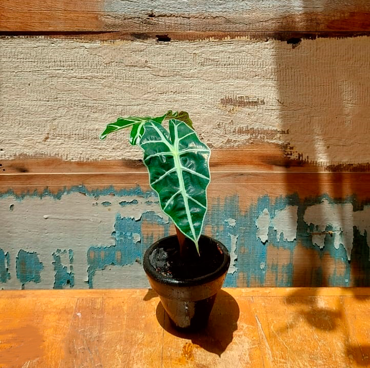 Alocasia polly Vaso Comum nº 00 Tupi