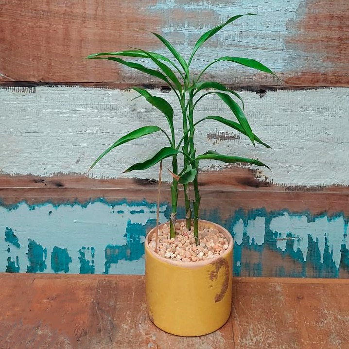 Bambu da sorte Vaso Tubo esmaltado M Amarelo