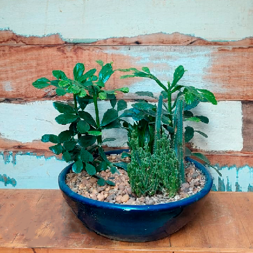 Bacia Esmaltada com cactos (L53xA43xP45 cm)