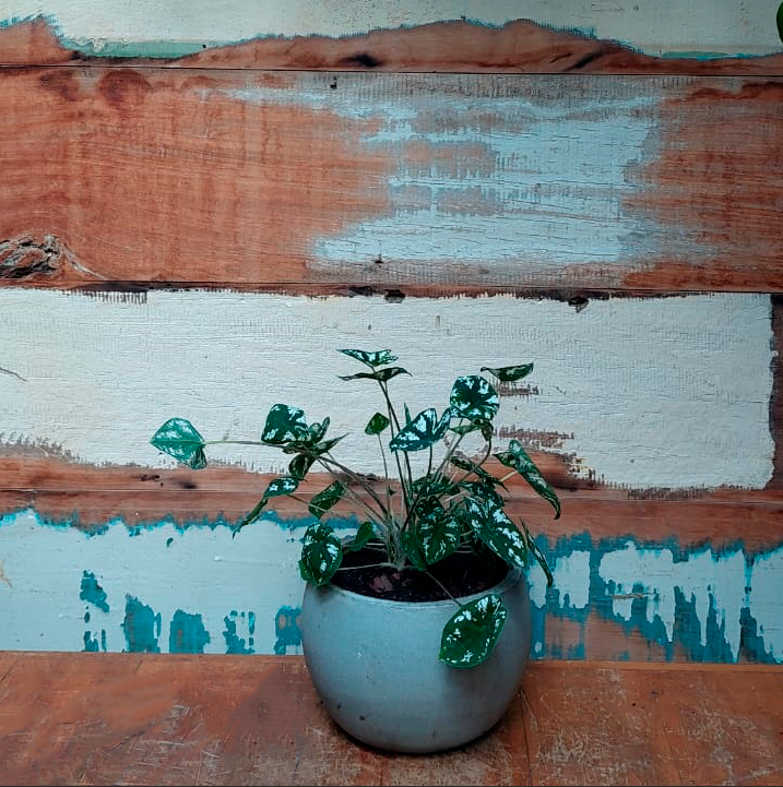 Caladium Mini White em vaso concreto bola mini