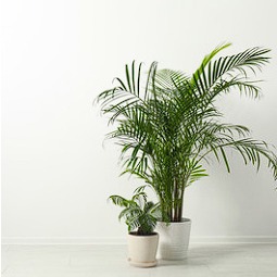 Varanda com jardim tropical