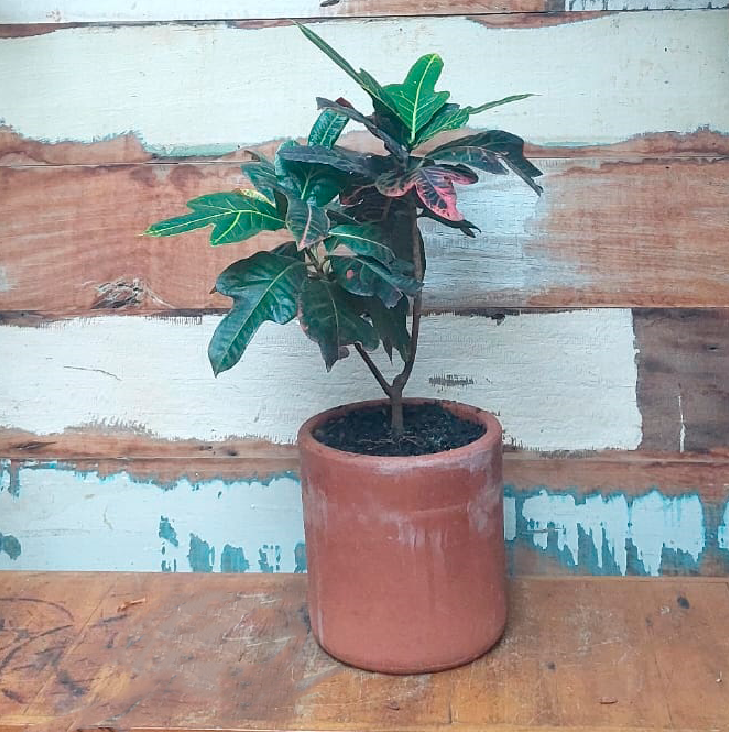 Cróton Vaso Mini Cilindro nº 4