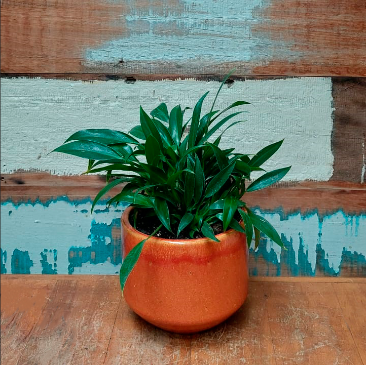 Filodendro cascata Cachepo Eugenia nº2 esmalt. Laranja