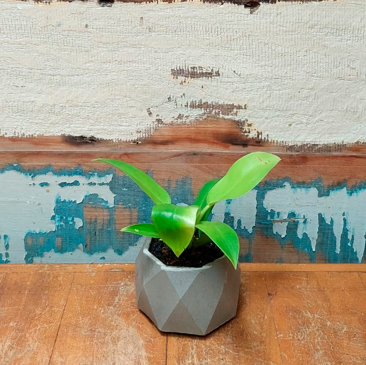 Mini Filodendro Cachepô de Cimento Geométrico baixo