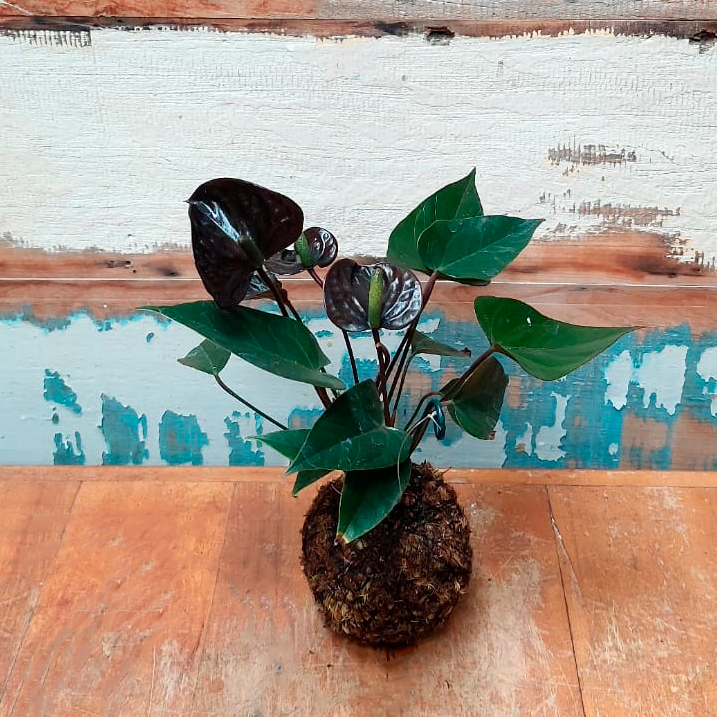 Kokedama Anturio flor preta