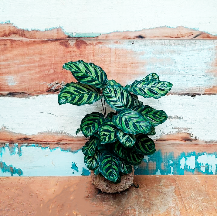 Kokedama de Maranta Makoyana