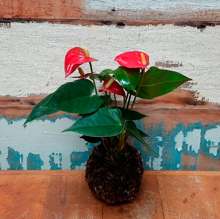 Kokedama Anturio flor vermelha