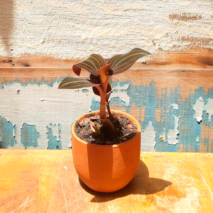 Ludisia Vaso cumbuca P