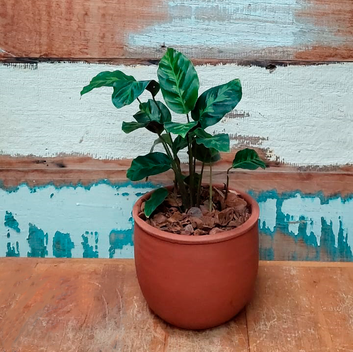 Maranta franjada Vaso Cumbuca GG