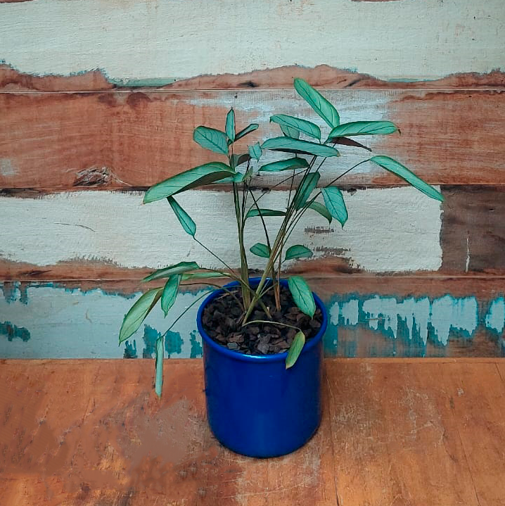 Maranta Grey Star Vaso Lata nº 4 Azul