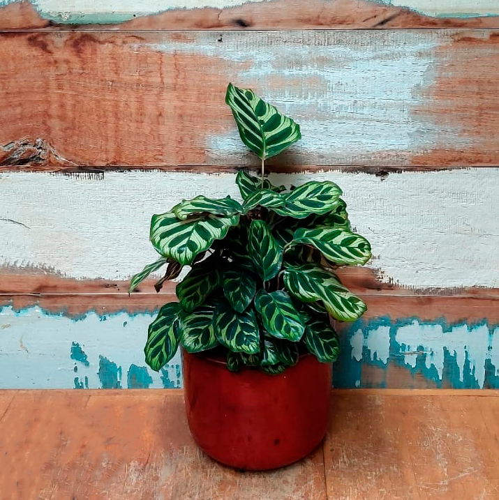 Maranta Makoyana Cachepô morumbi vermelho nº2