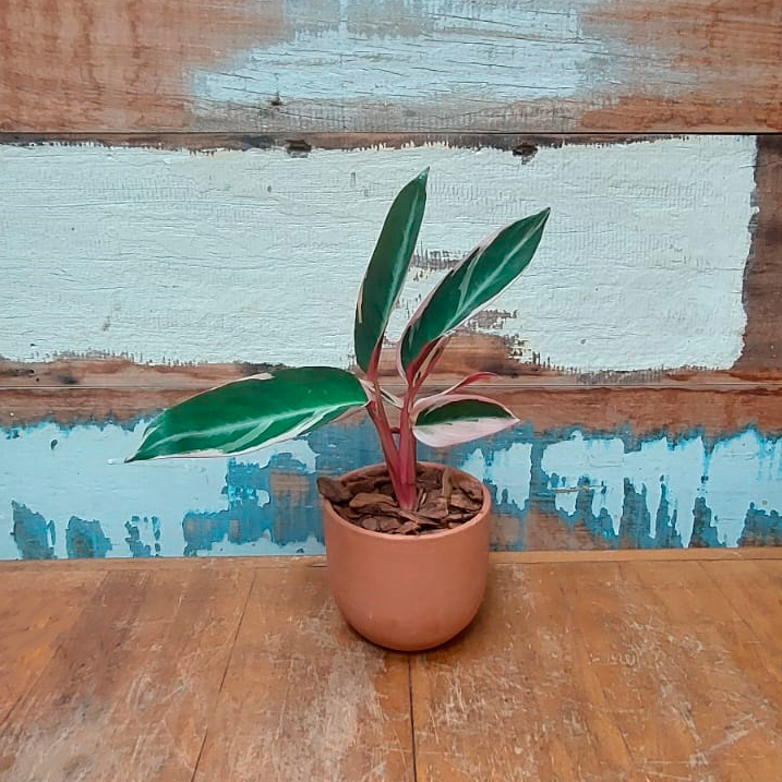 Mini Maranta Vaso Cumbuca P