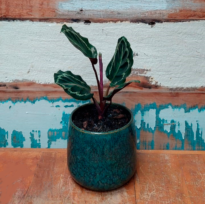 Maranta Picta Royale Vaso Bretagne Musgo P