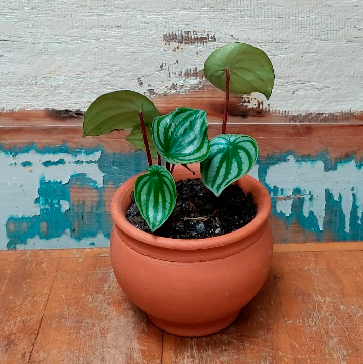 Peperômia Melancia PP Cachepô imperial mini
