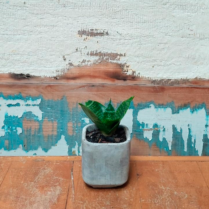 Mini Espada de São Jorge Vaso saray concreto