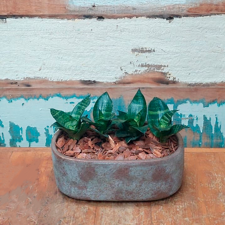 Mini espada de São Jorge Vaso jardineira saar terra