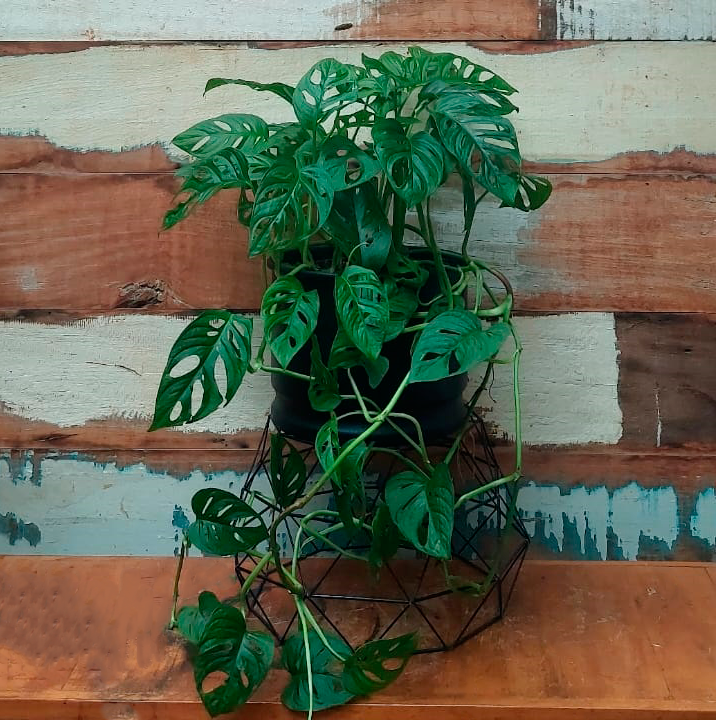 Monstera Adansonii Bacia metal 10 litros preta